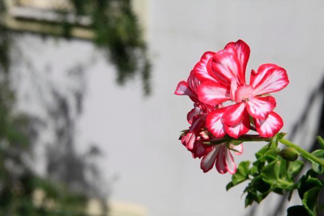 Emelce Apart Bodrum Exterior foto